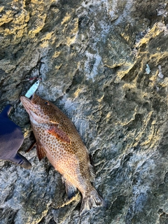 オオモンハタの釣果