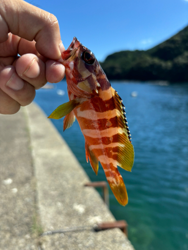 アカハタの釣果