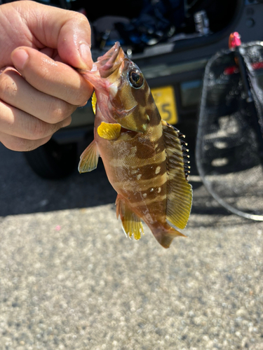 アオハタの釣果