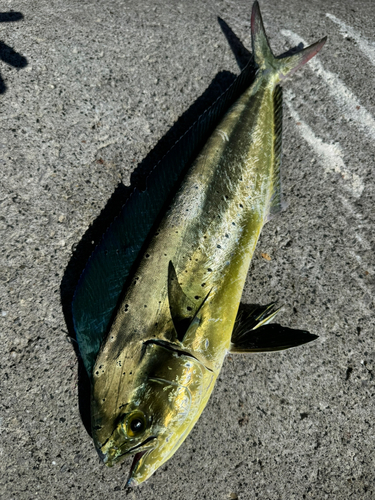 シイラの釣果