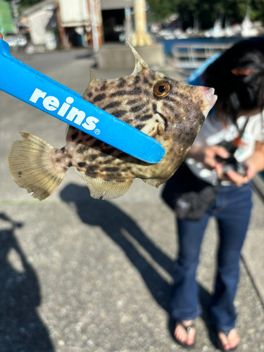 カワハギの釣果