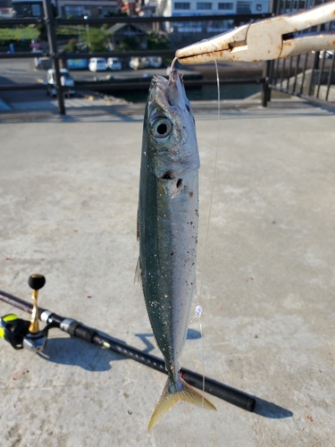 ムロアジの釣果