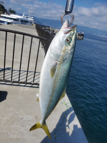 イナダの釣果