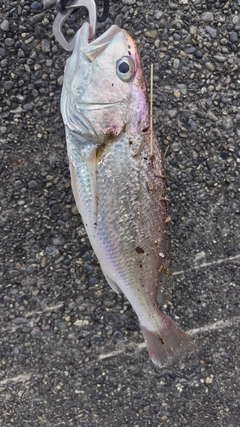 イシモチの釣果