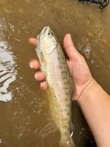 ヤマメの釣果