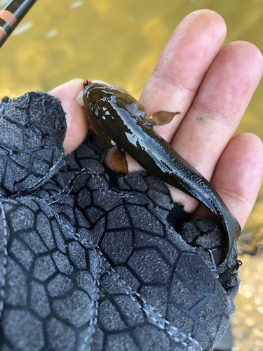 チチブの釣果