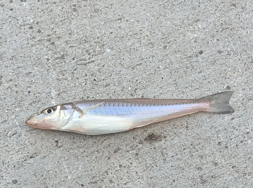 キスの釣果