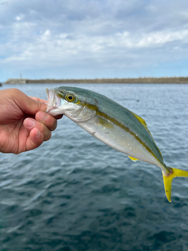 ツバスの釣果