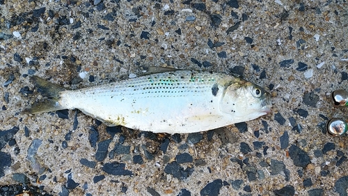 コノシロの釣果