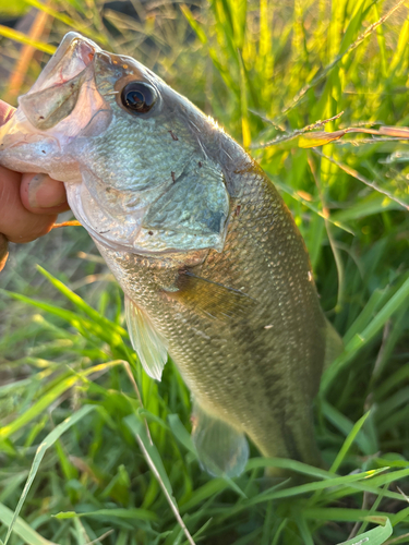 ラージマウスバスの釣果