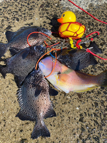 イシガキダイの釣果