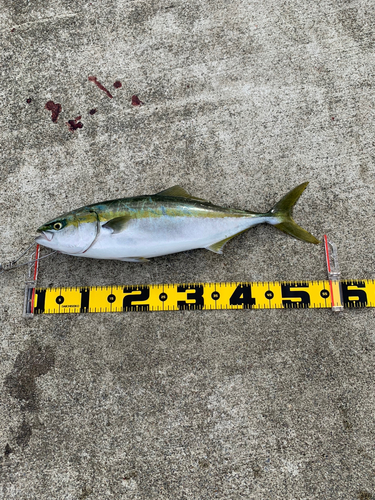 イナダの釣果