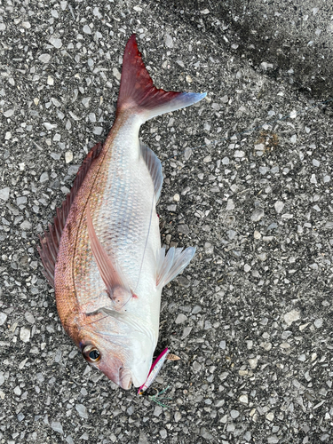 マダイの釣果