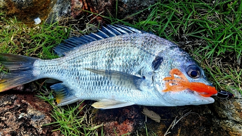 キチヌの釣果