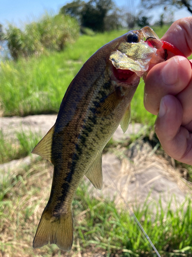 ラージマウスバスの釣果