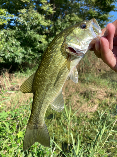 ラージマウスバスの釣果