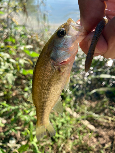 ラージマウスバスの釣果