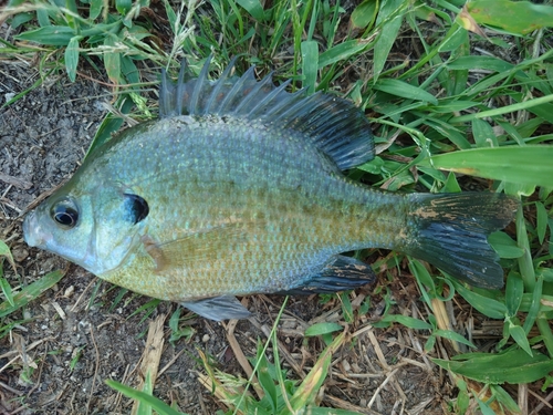 ブルーギルの釣果