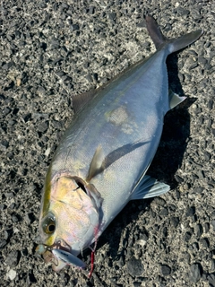 カンパチの釣果