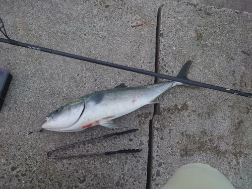 ハマチの釣果