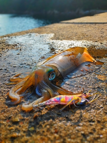 アオリイカの釣果