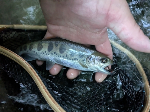 ヤマメの釣果