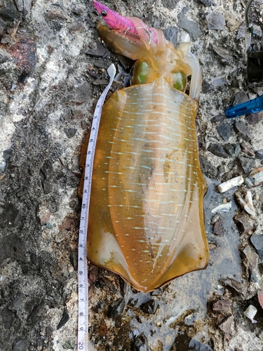 アオリイカの釣果