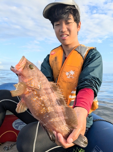 キジハタの釣果