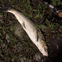 ニゴイの釣果