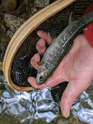 イワナの釣果