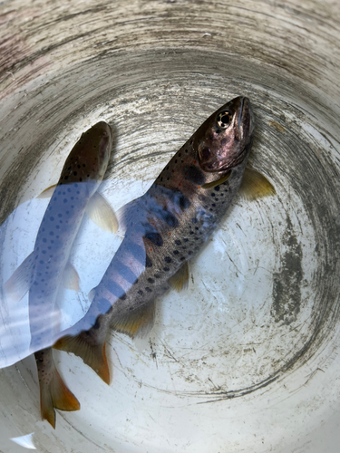 ヒラマサの釣果