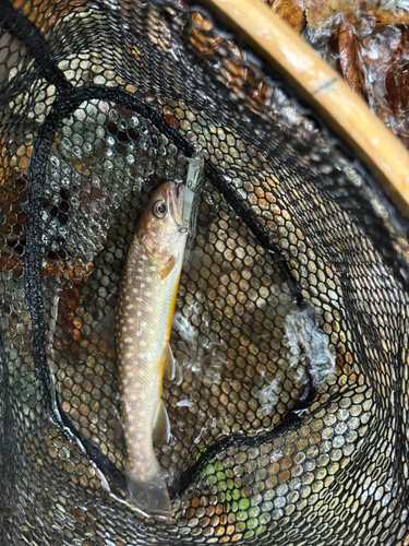 イワナの釣果