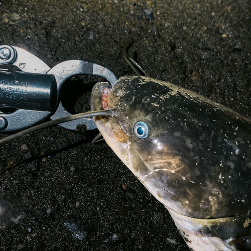 ナマズの釣果