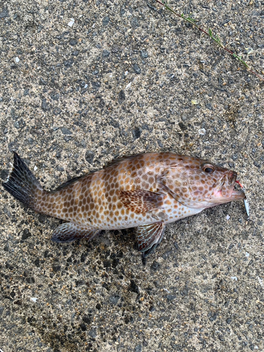 オオモンハタの釣果