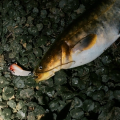 ナマズの釣果