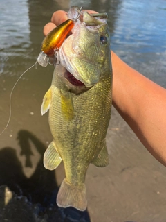 ラージマウスバスの釣果