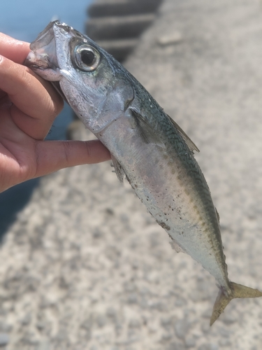 ゴマサバの釣果