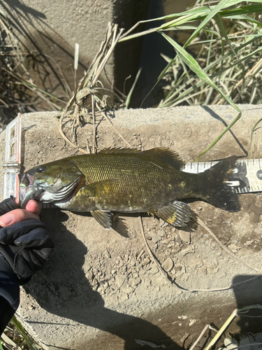 スモールマウスバスの釣果