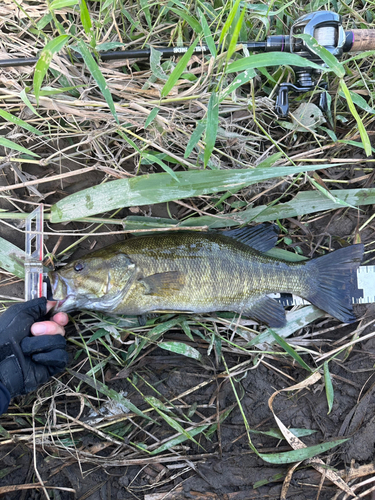 スモールマウスバスの釣果