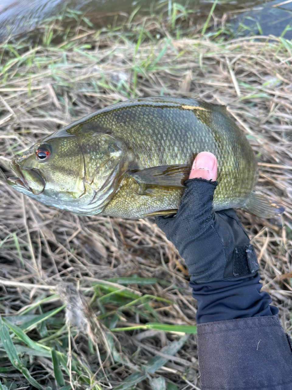 スモールマウスバス