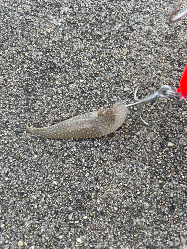 シタビラメの釣果