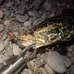 ライギョの釣果