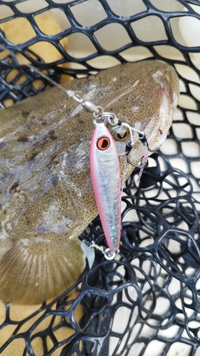 マゴチの釣果