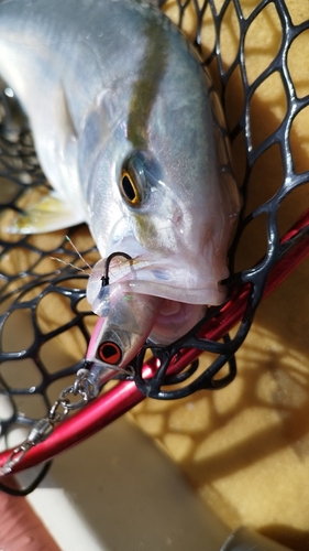 ネリゴの釣果