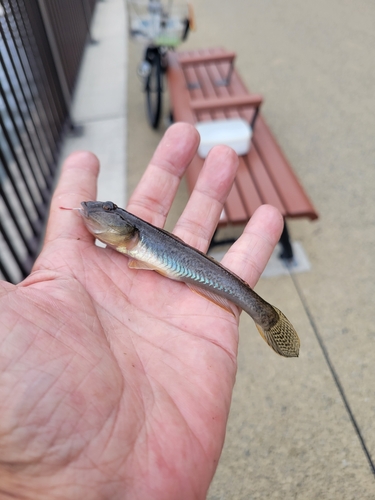 マハゼの釣果