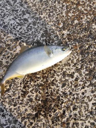 ワカシの釣果