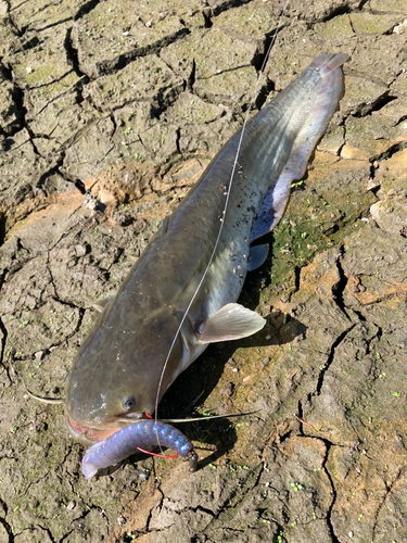 ナマズの釣果