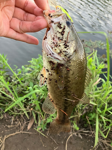 ブラックバスの釣果