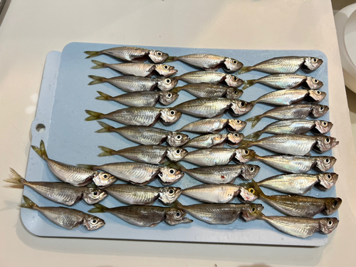 アジの釣果