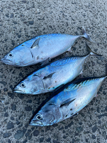 鹿児島湾南部